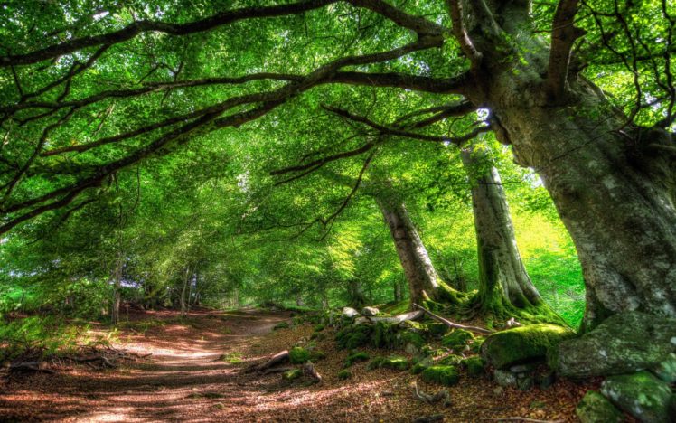 forests, Paths HD Wallpaper Desktop Background