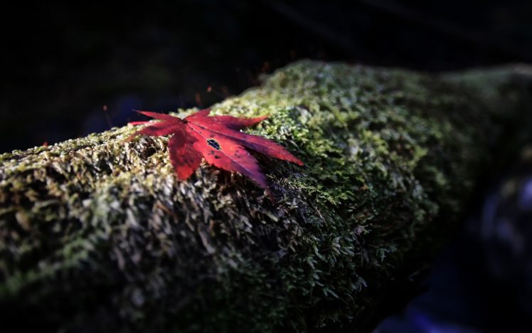 leaves, Moss HD Wallpaper Desktop Background