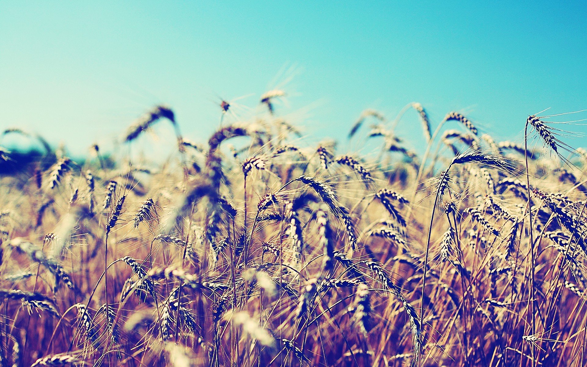 nature Wallpaper