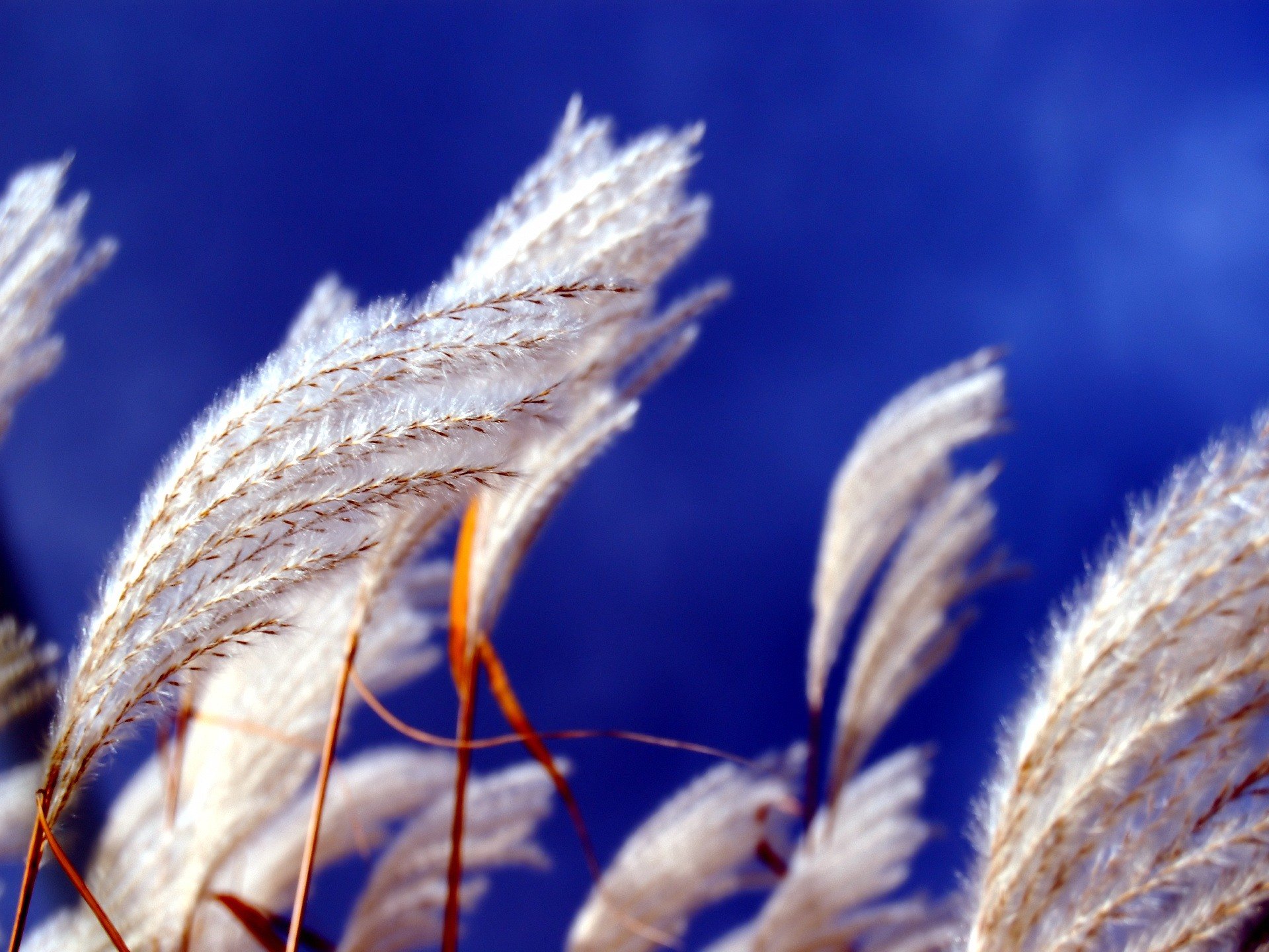 nature, Spikelets Wallpaper