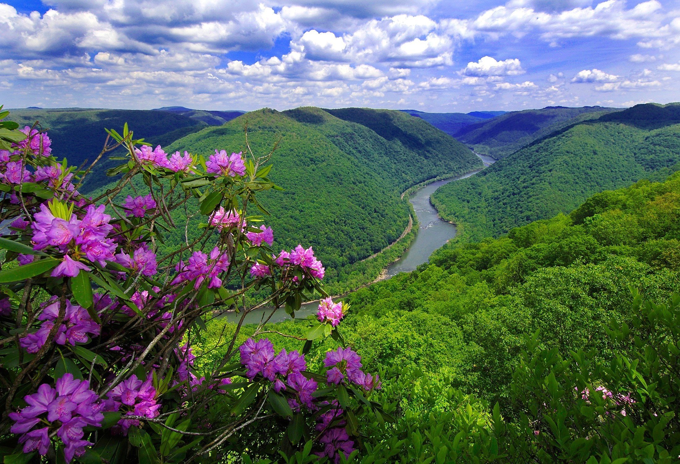 nature, River, Mountains, Flowers Wallpaper