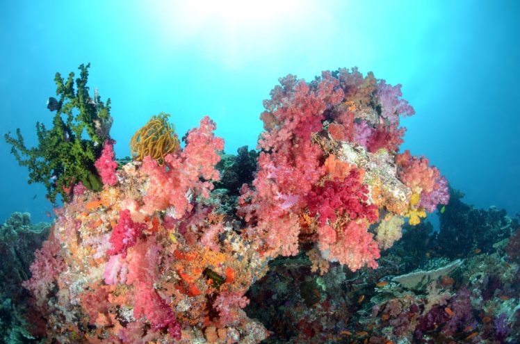 sea, Water, Coral, Fish, Fish, Underwater, Color, Ocean HD Wallpaper Desktop Background