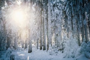 sun, Frost, Winter, Forest, Trees, Snow