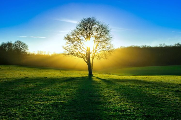 sun, Grass, Meadow, Sky, Nature HD Wallpaper Desktop Background