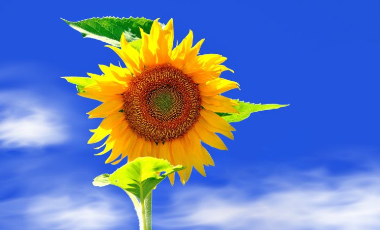 sunflower Wallpapers HD / Desktop and Mobile Backgrounds