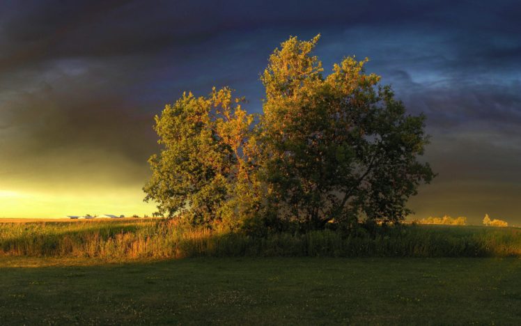tree, Clouds, Grass, Light HD Wallpaper Desktop Background