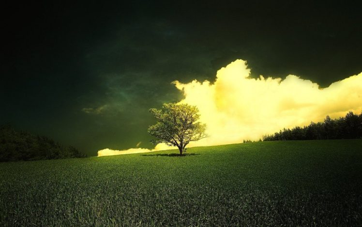 tree, Clouds, Grass, Sky HD Wallpaper Desktop Background