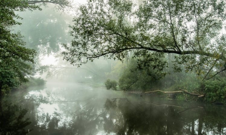 trees, The, River, The, Morning, Mist, Reflection HD Wallpaper Desktop Background