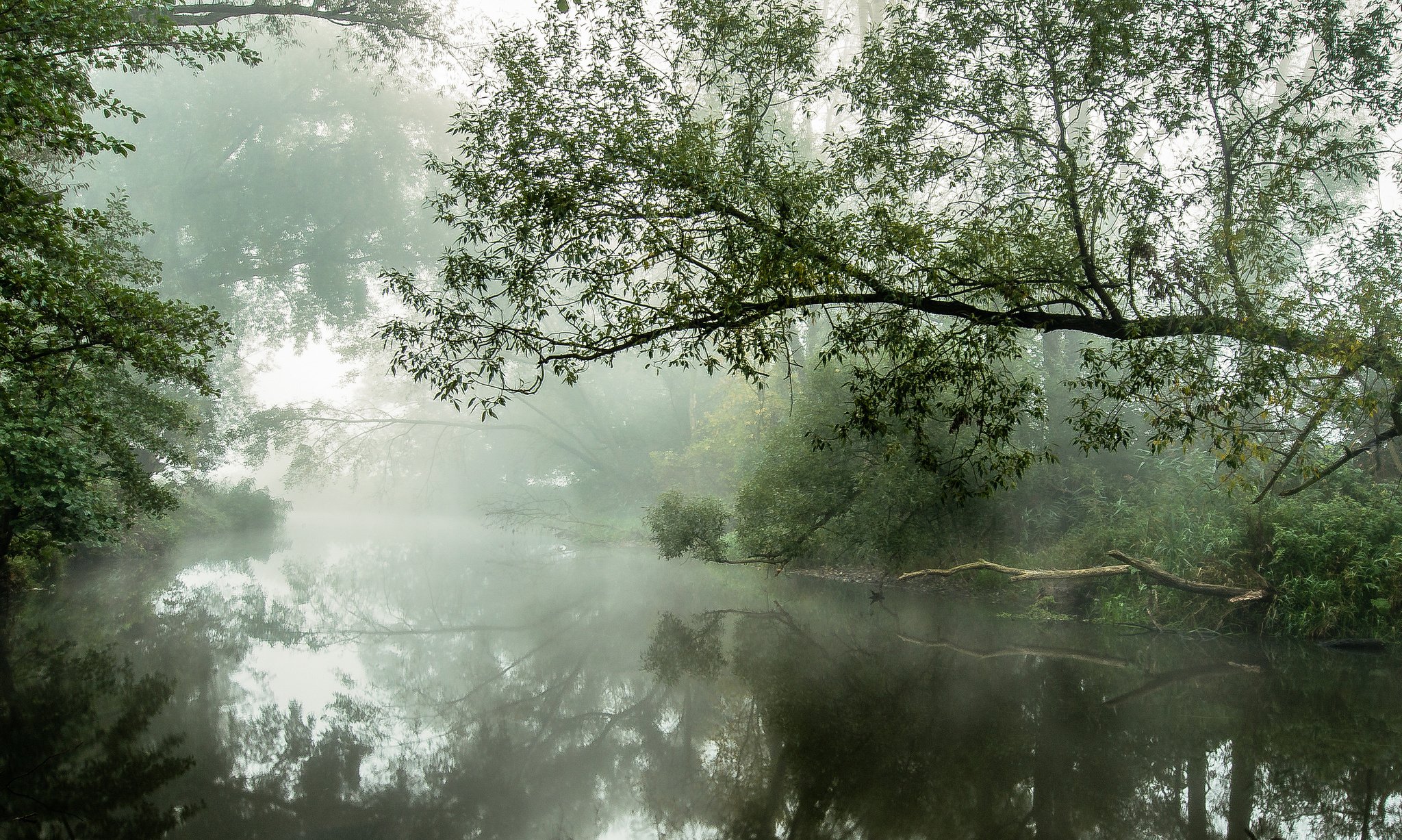 trees, The, River, The, Morning, Mist, Reflection Wallpaper