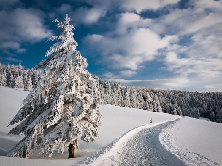 winter, Road, Forest, Trees, Landscape HD Wallpaper Desktop Background