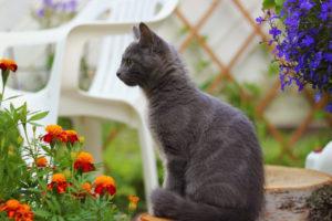 kittens, Flowers