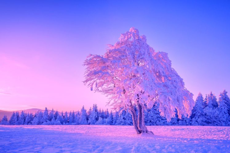 winter, Tree, Landscape HD Wallpaper Desktop Background