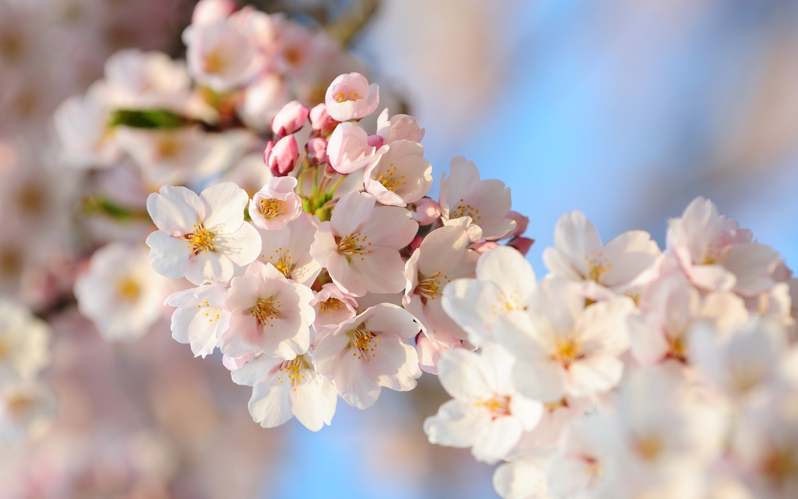 flowers, Macro Wallpaper