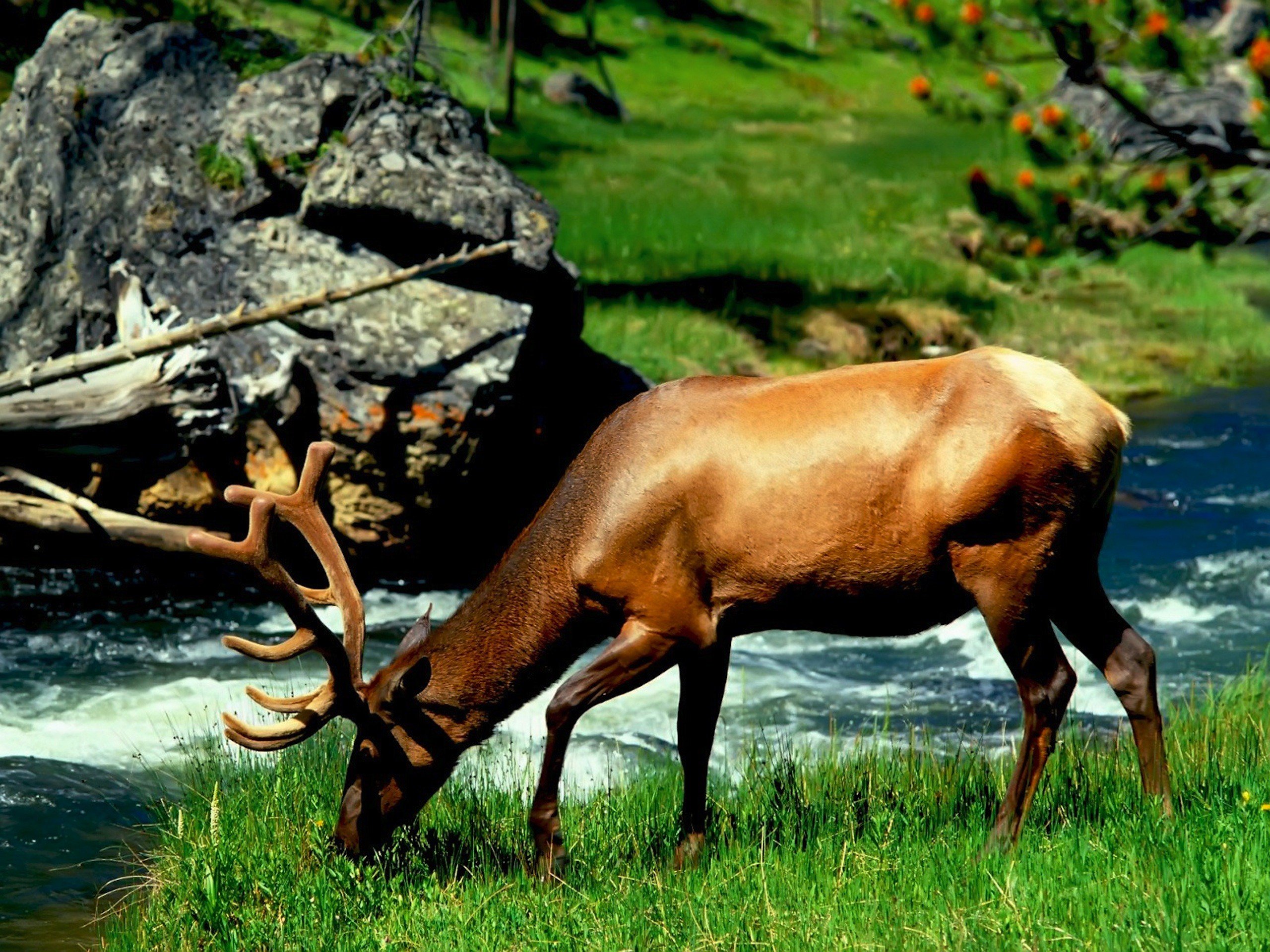 animals, Grass, Deer, Elk, Eating Wallpaper