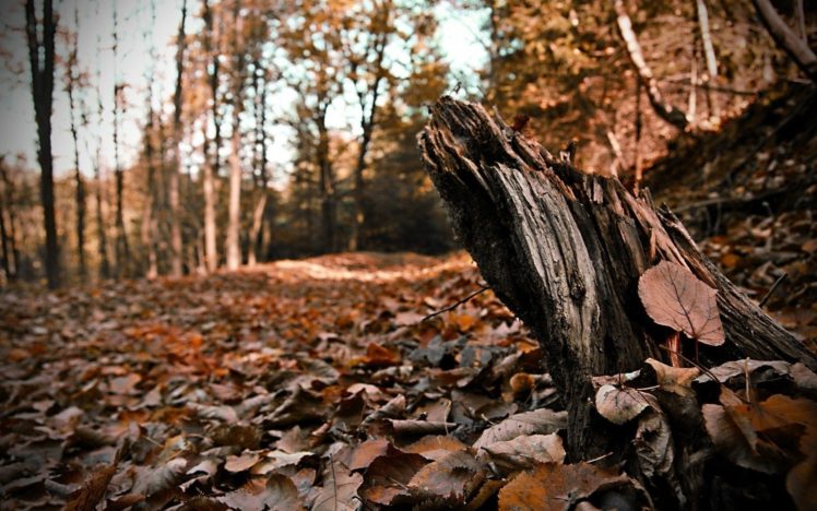 landscapes, Nature, Autumn, Leaves, Oak HD Wallpaper Desktop Background