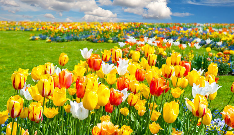 color, Tulips HD Wallpaper Desktop Background