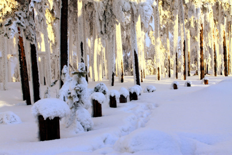 landscapes, Trees, Forest, Trail, Path, Prints, Winter, Snow, White HD Wallpaper Desktop Background