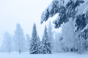 landscapes, Wintert, Snow, Trees, Forest