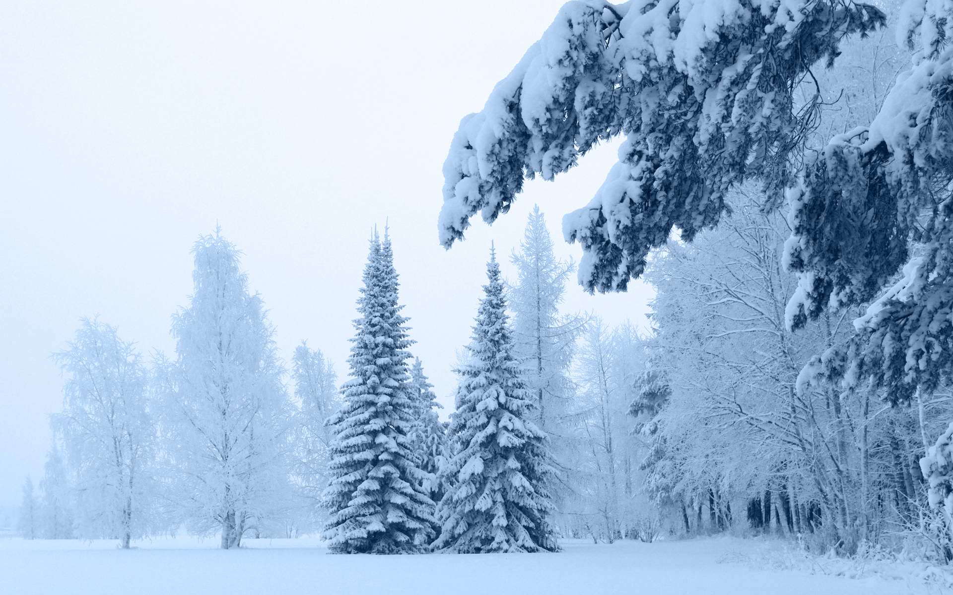 landscapes, Wintert, Snow, Trees, Forest Wallpaper