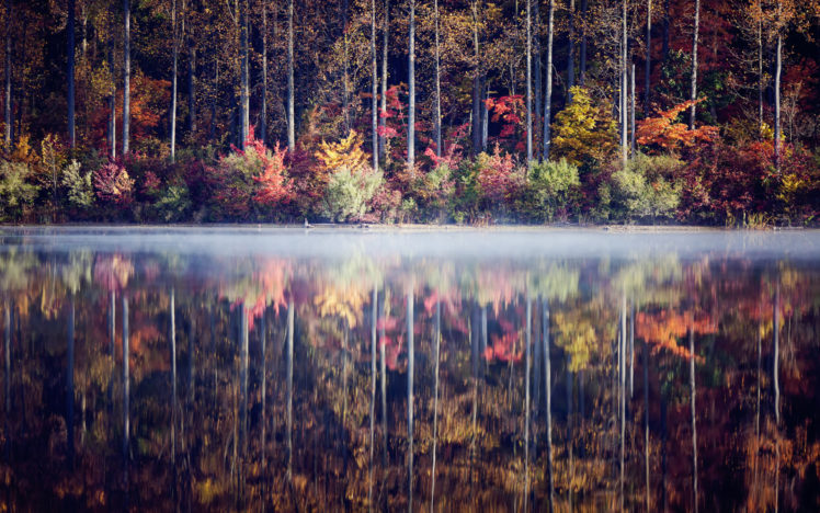 fog, Water, Reflection, Fog, Trees, Forest, Leaves, Autumn, Fall HD Wallpaper Desktop Background