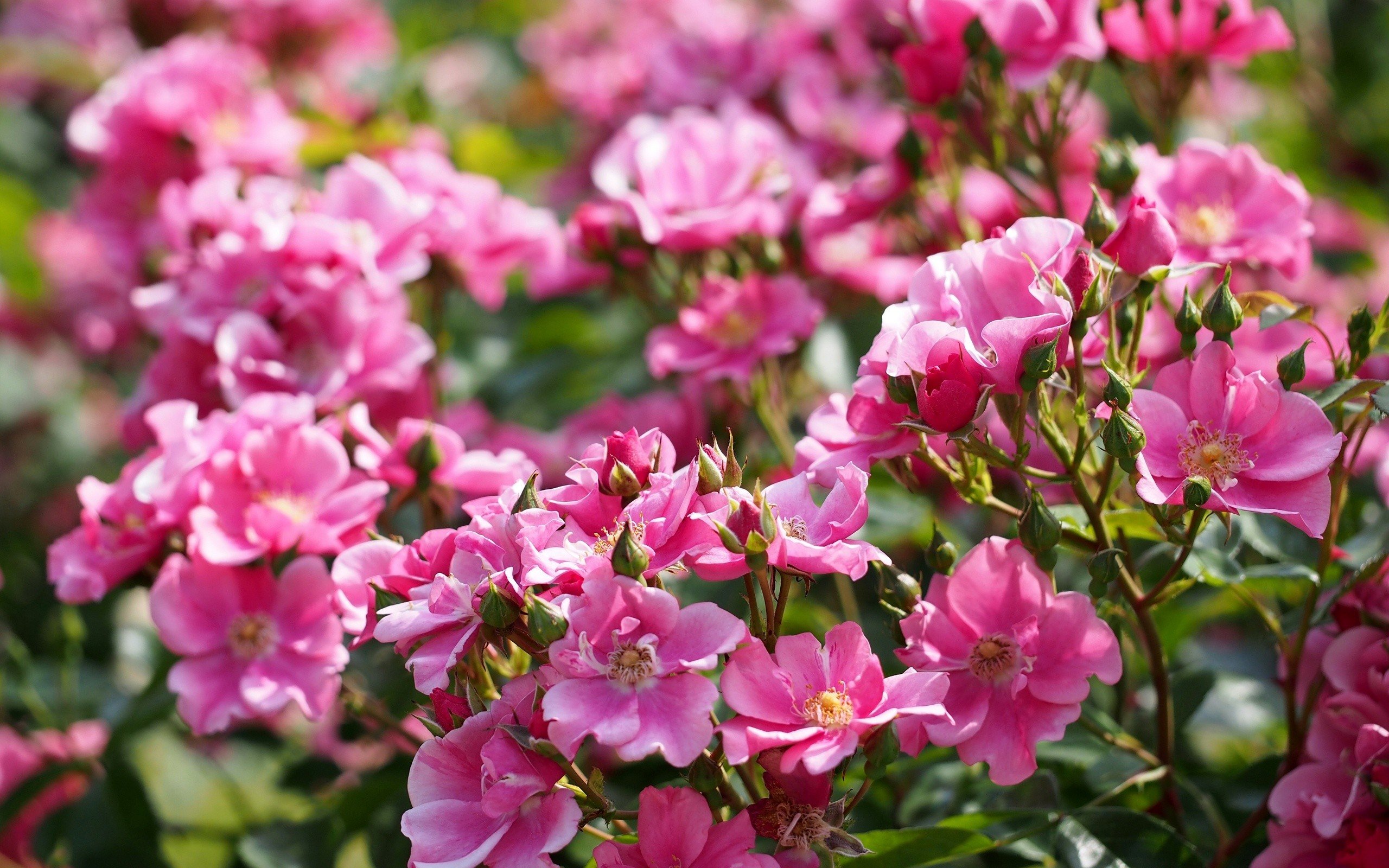 flowers Wallpaper