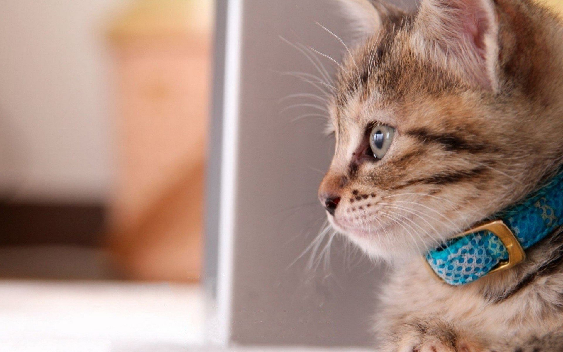 cats, Animals Wallpaper
