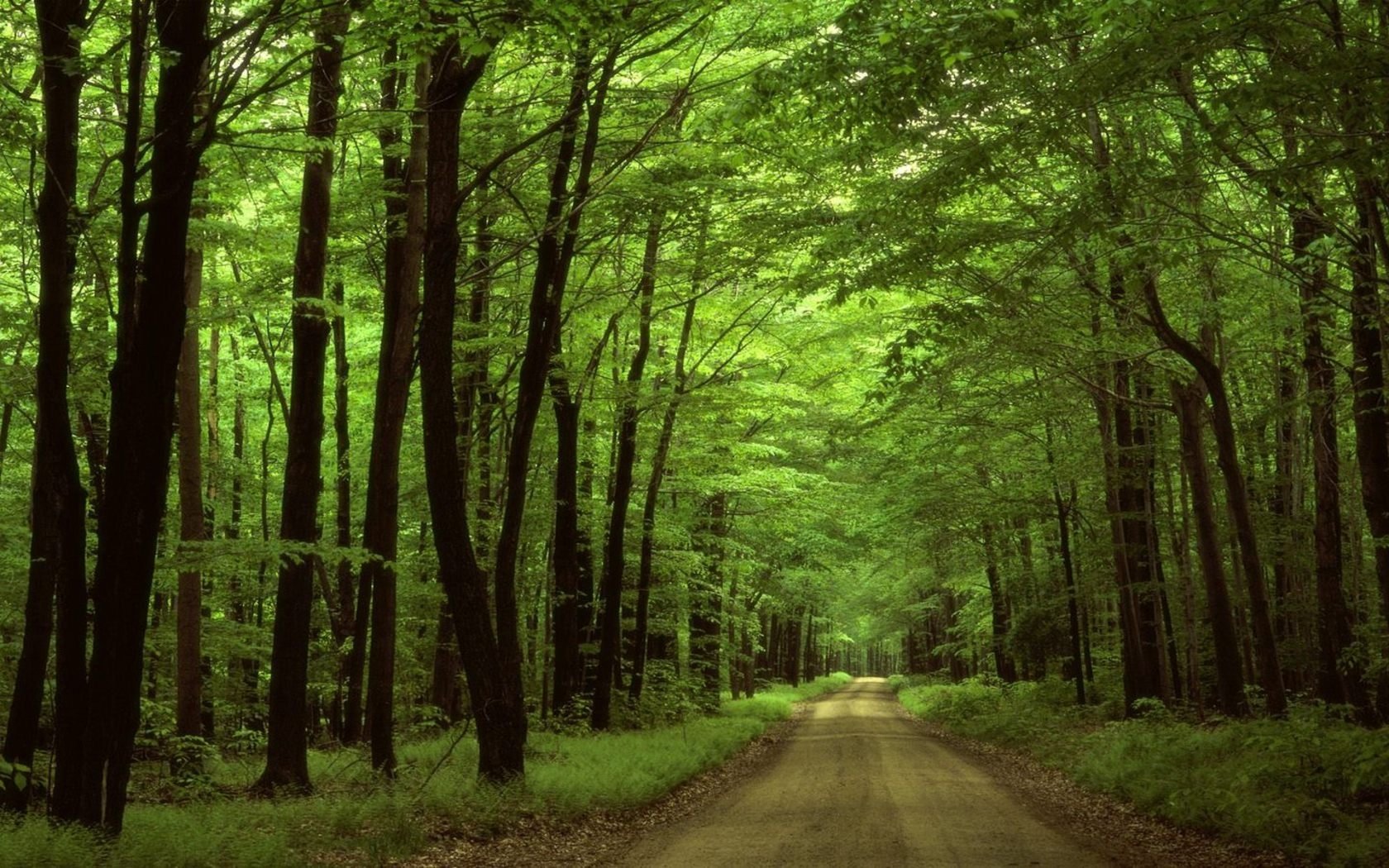 nature, Forests, Roads Wallpaper