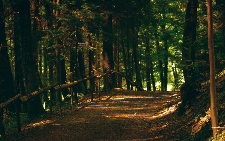forest, Path, Trail, Fence HD Wallpaper Desktop Background