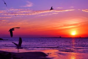 sunset, Animals, Seagulls, Sea