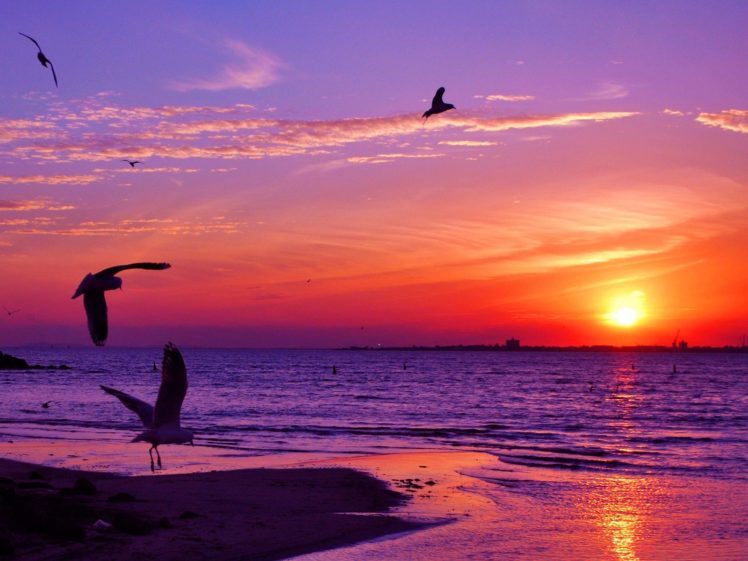sunset, Animals, Seagulls, Sea HD Wallpaper Desktop Background