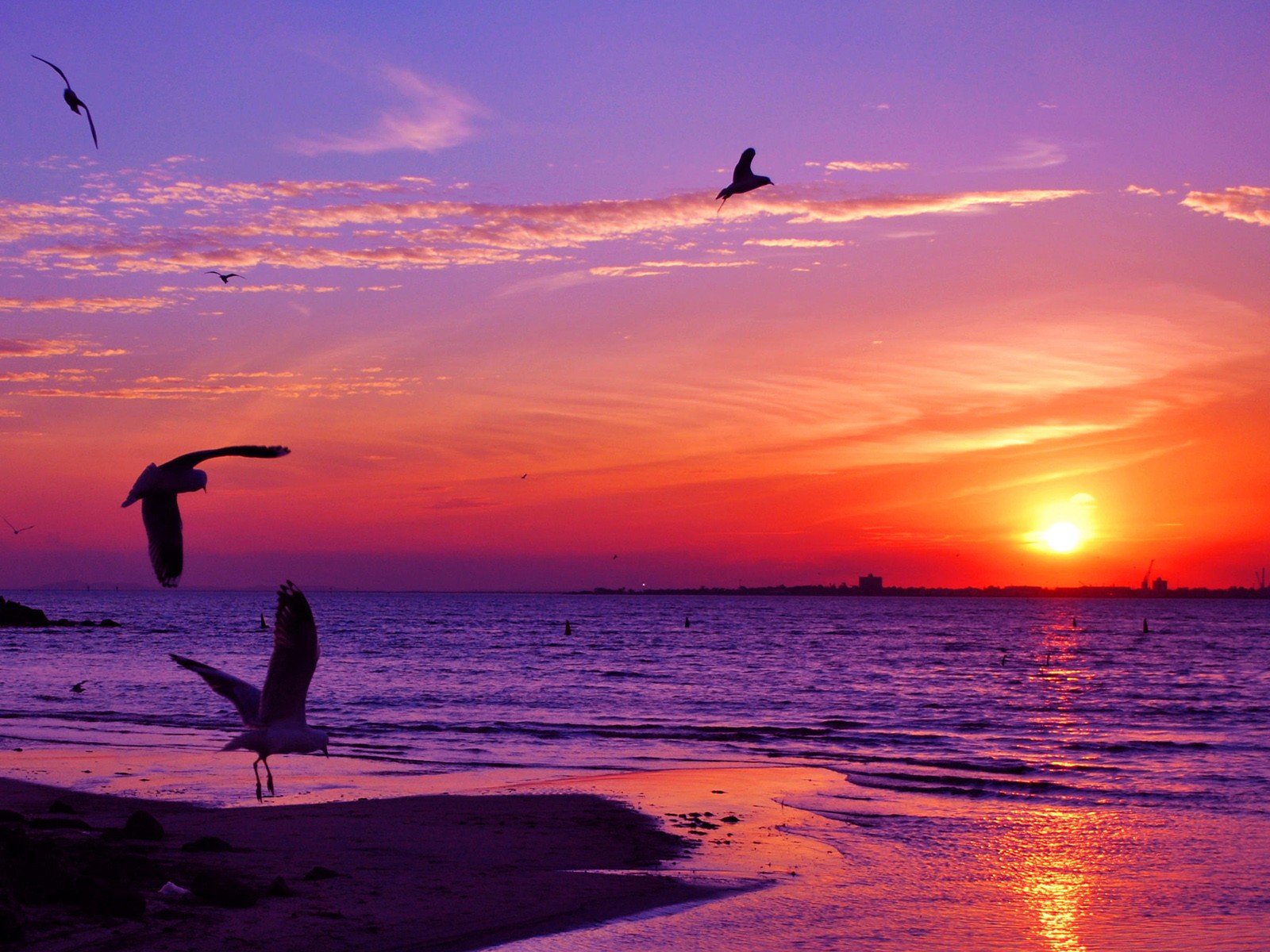 sunset, Animals, Seagulls, Sea Wallpaper