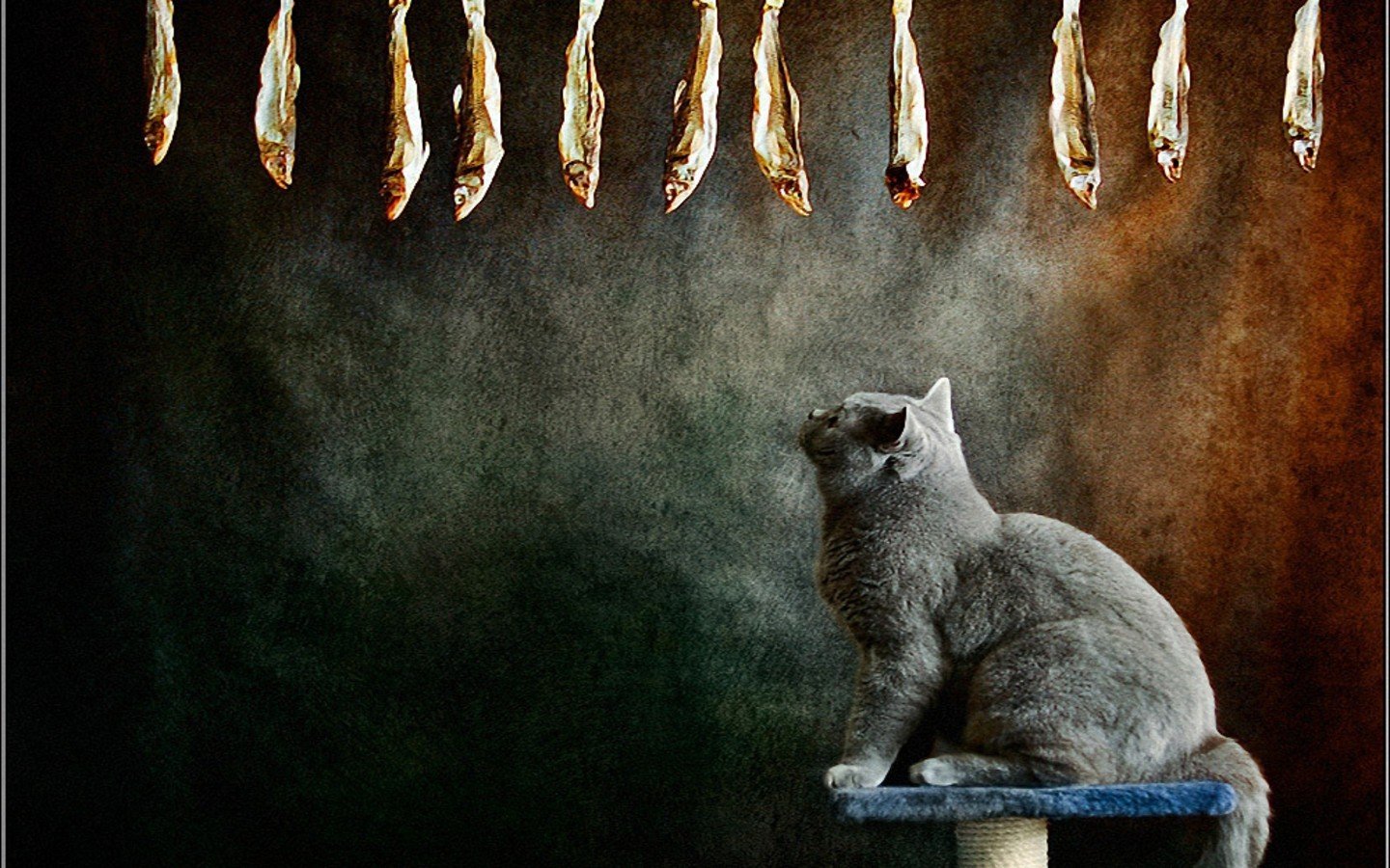 cats, Animals, Fish Wallpaper