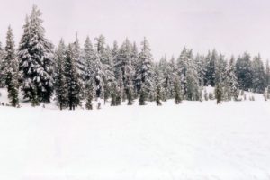 nature, Snow, Forests