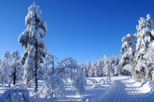 nature, Snow, Trees
