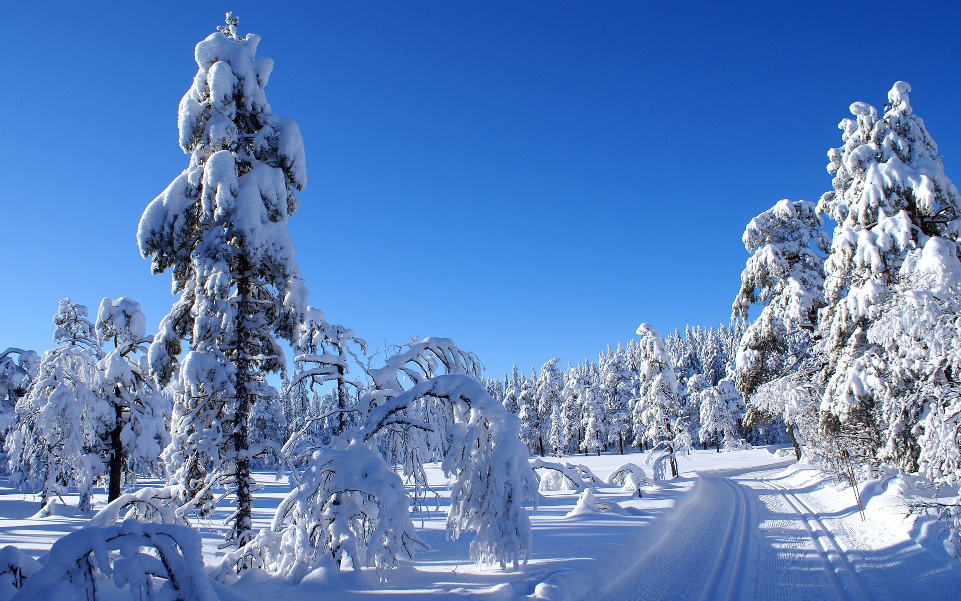 nature, Snow, Trees Wallpaper