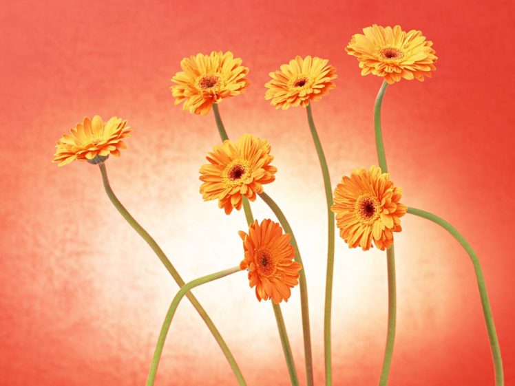 flowers, Daisy HD Wallpaper Desktop Background