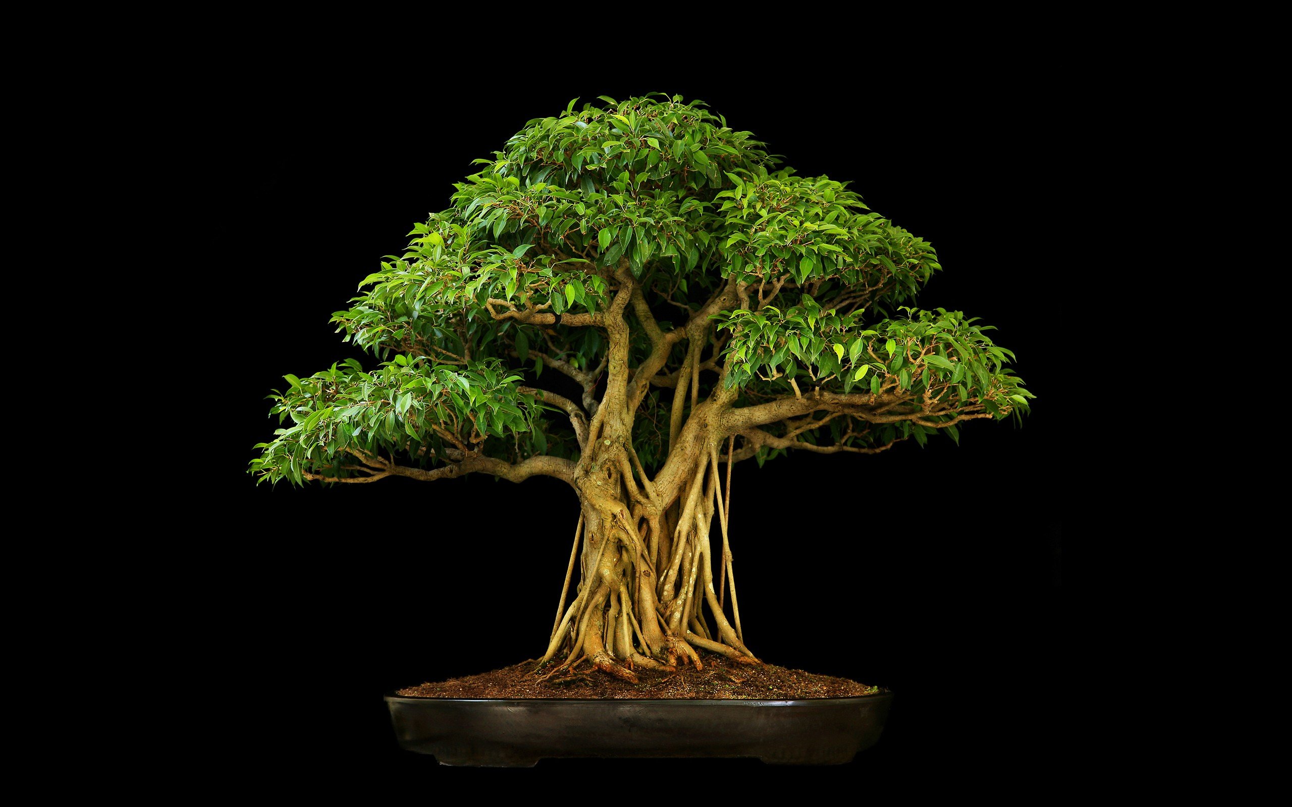 bonsai Wallpaper