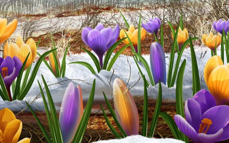 snow, Flowers, Crocus HD Wallpaper Desktop Background