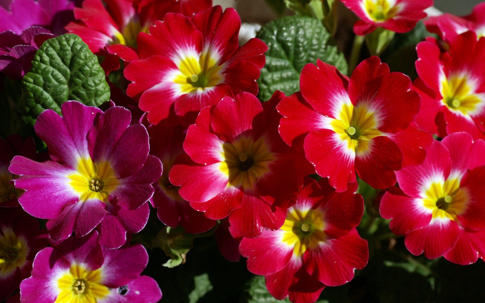 flowers, Plants Wallpaper