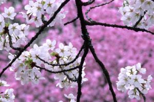 cherry, Blossoms, Flowers, White, Flowers