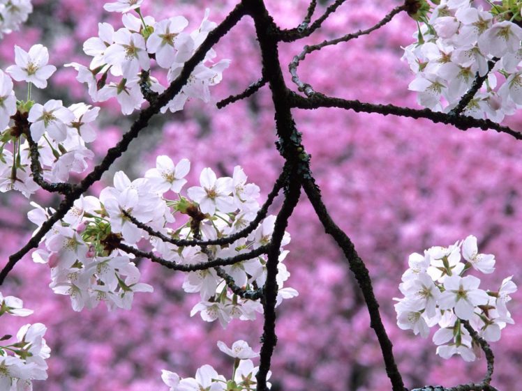 cherry, Blossoms, Flowers, White, Flowers HD Wallpaper Desktop Background