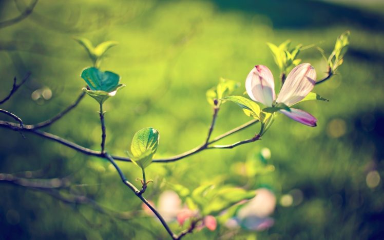 magnolia, Blossoms HD Wallpaper Desktop Background