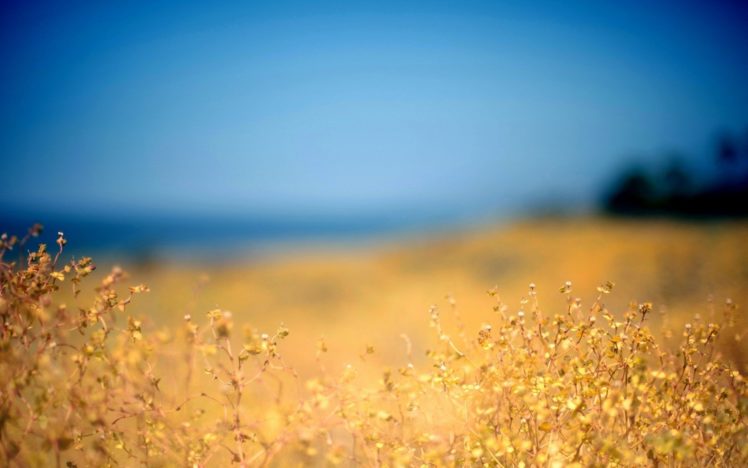 blue, Landscapes, Nature, Autumn, Yellow, Grass, Sky HD Wallpaper Desktop Background