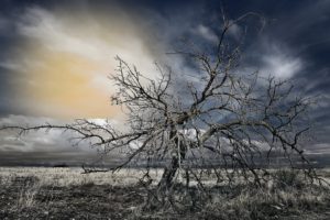 nature, Death, Trees, Hdr, Photography