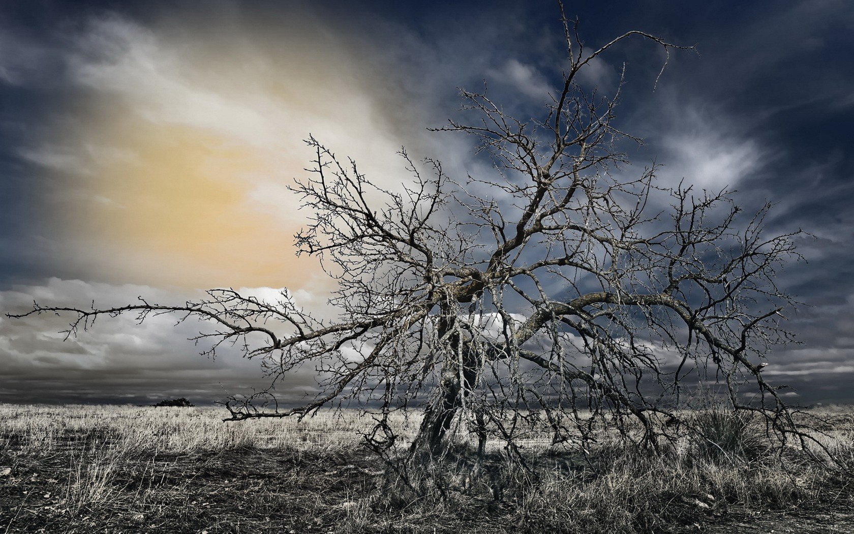nature, Death, Trees, Hdr, Photography Wallpaper