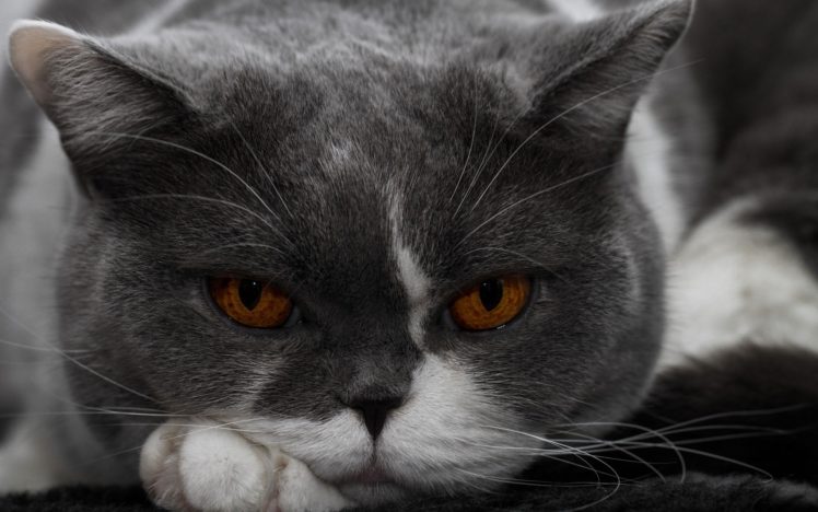cats, Gray HD Wallpaper Desktop Background
