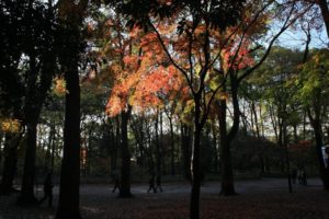 landscapes, Autumn, Shrine, Maple, Leaf