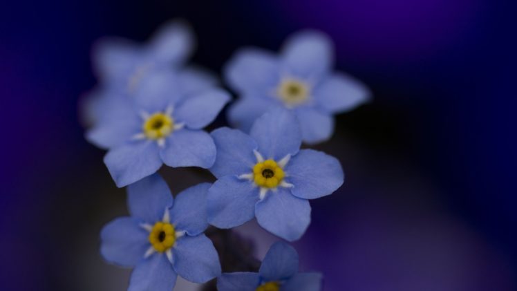 flowers, Macro, Forget me nots HD Wallpaper Desktop Background