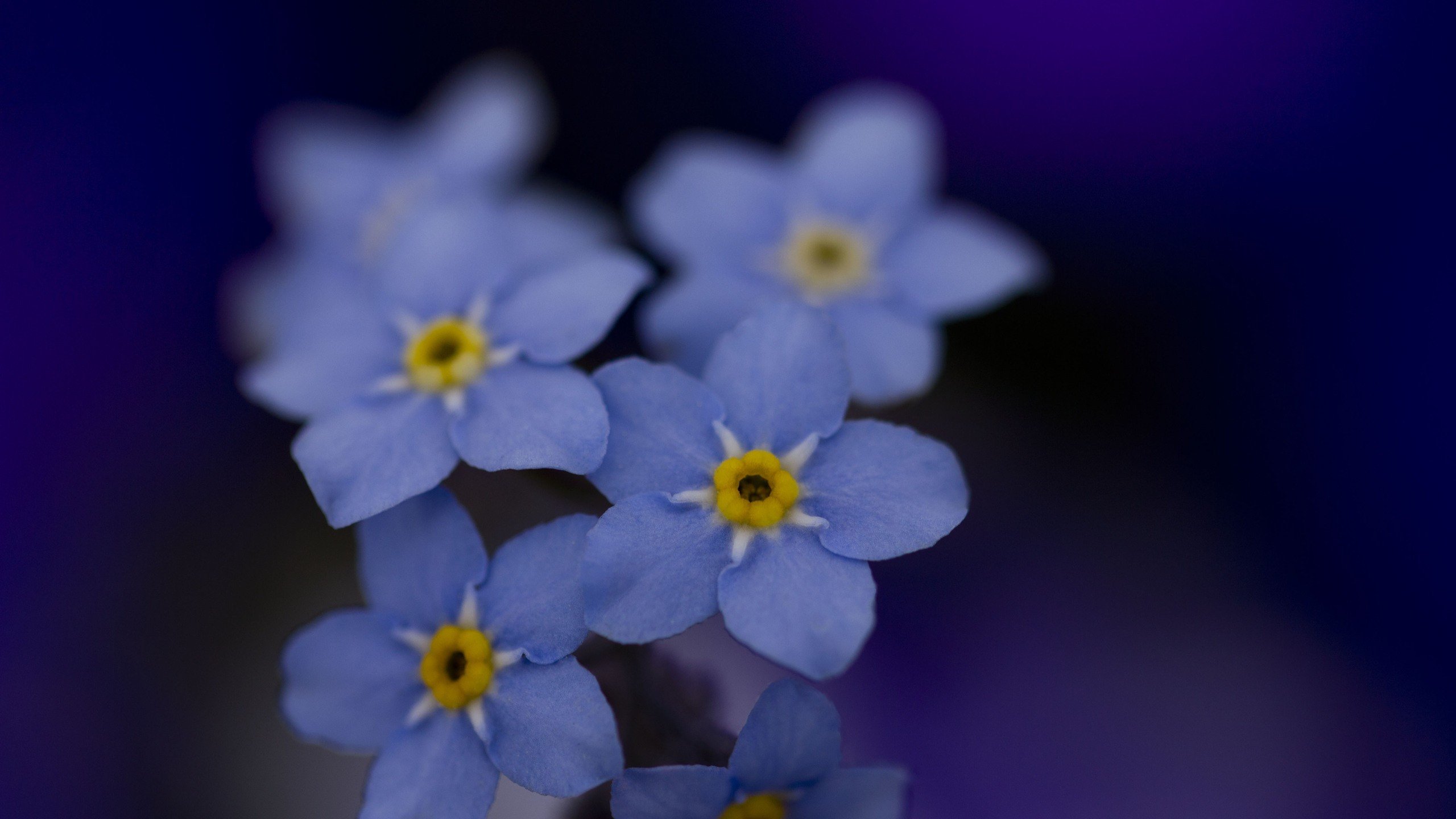 flowers, Macro, Forget me nots Wallpaper