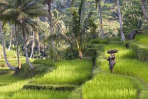 landscapes, Rice, Indonesia
